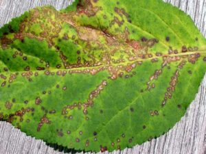 Example of anthracnose disease
