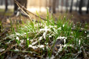 Guard Your Yard: Try These 3 Spring Lawn Care Tips