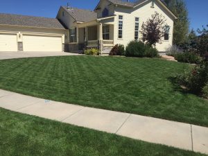 J. Rick is your lawn expert in Colorado