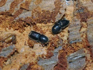 Ips beetles on tree bark