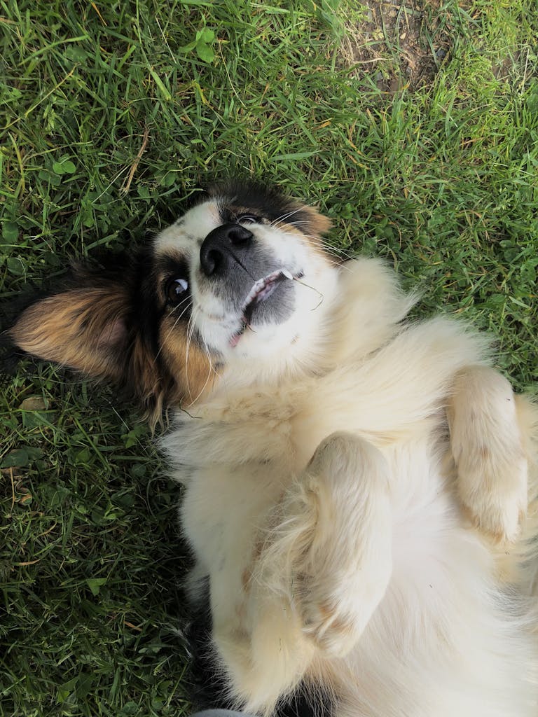 A dog laying on the grass with its paws up