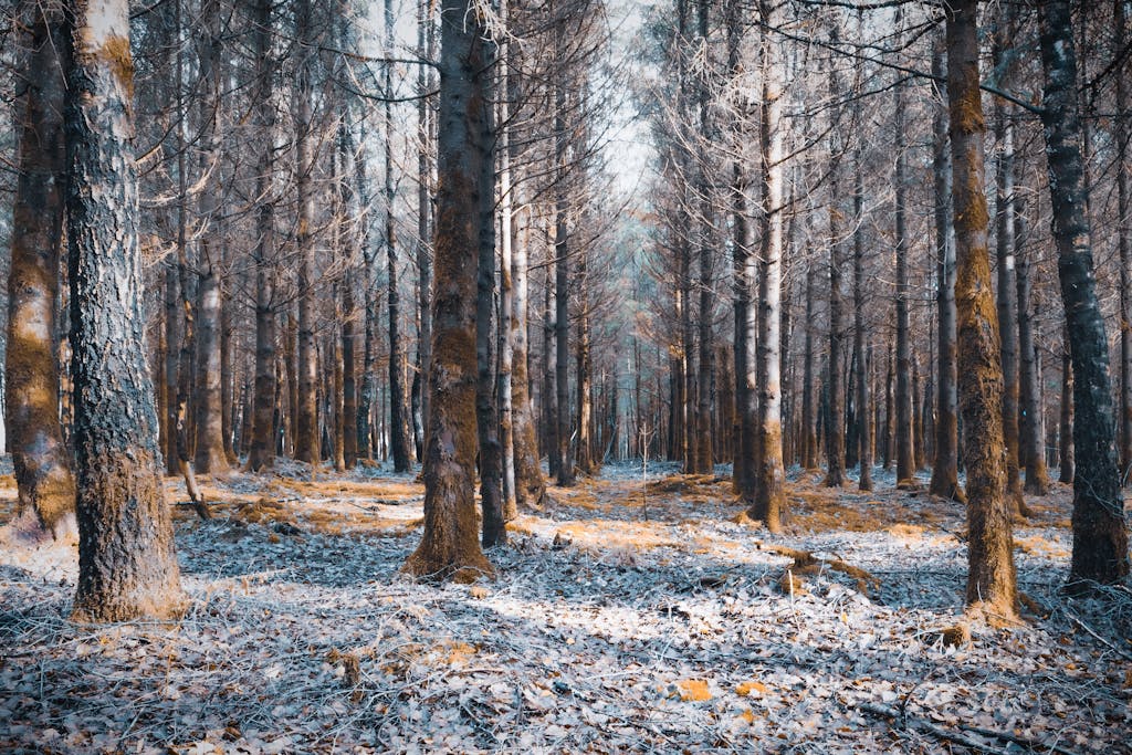 Bastogne