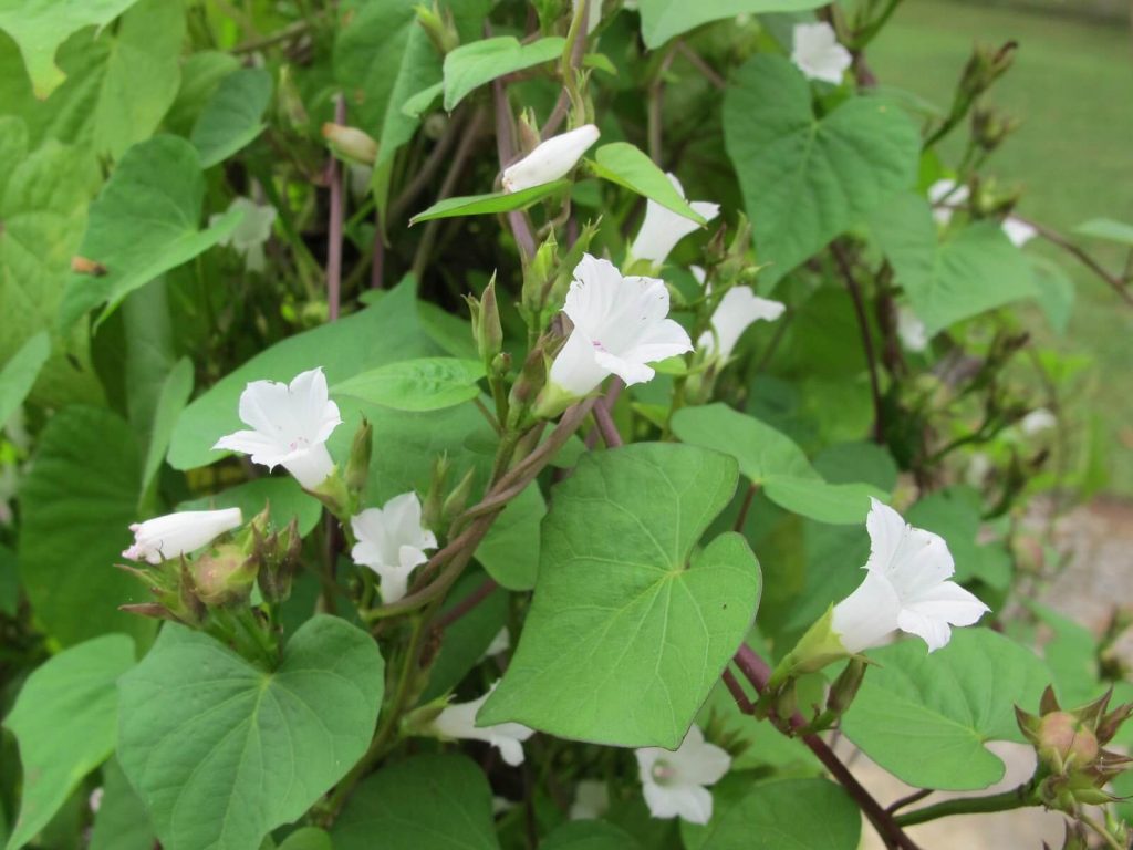 Example of bindweed