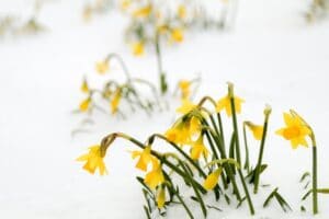 daffodils growing in spring snow