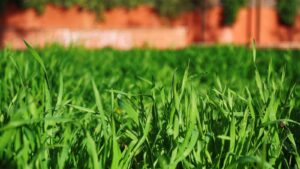 best types of grass for colorado springs