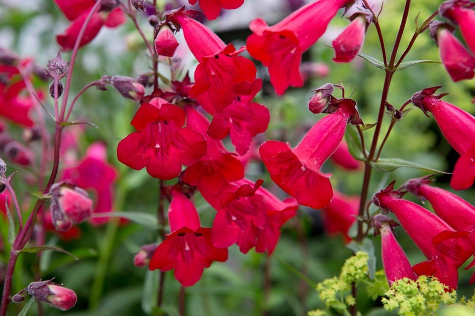 Penstemon