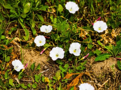 image of a weed with white flowers