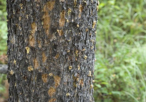 J. Rick lawn can spray your tree to treat IPS / Mountain Pine Beetle