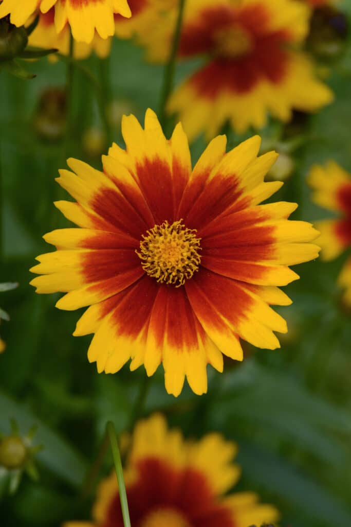 coreopsis