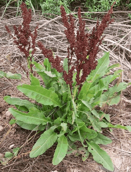 Curly Dock