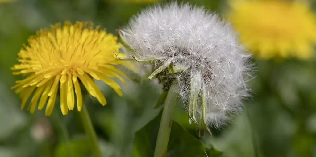 Dandelion