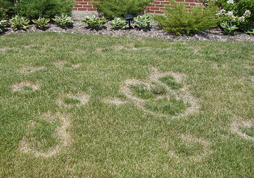 J. Rick will get to the root of your lawn's issues with disease control services.