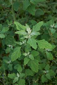 Lambs Quarters