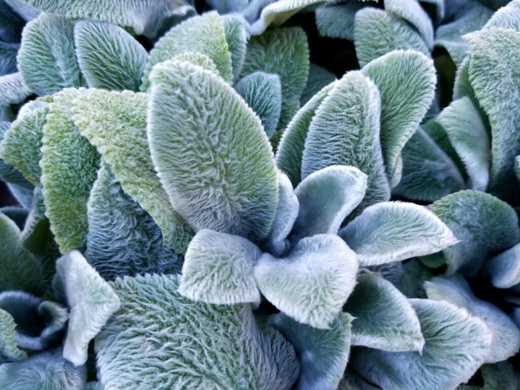 Lambs Ear