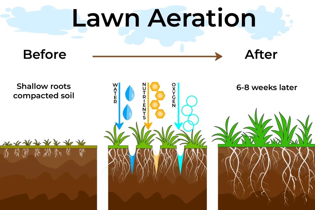 graphic explaining lawn aeration