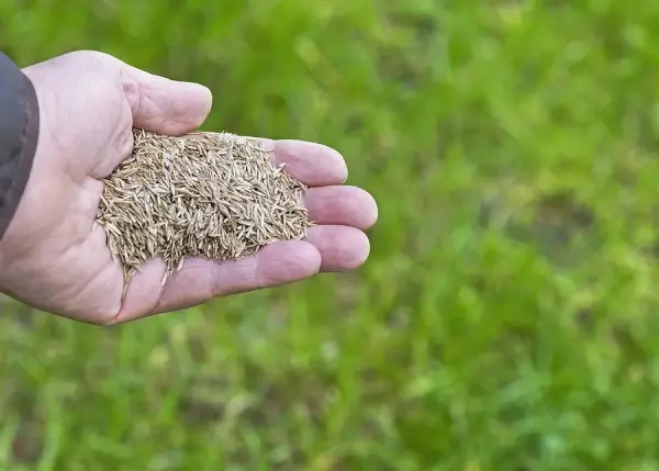 hand holding grass seed ready to spread