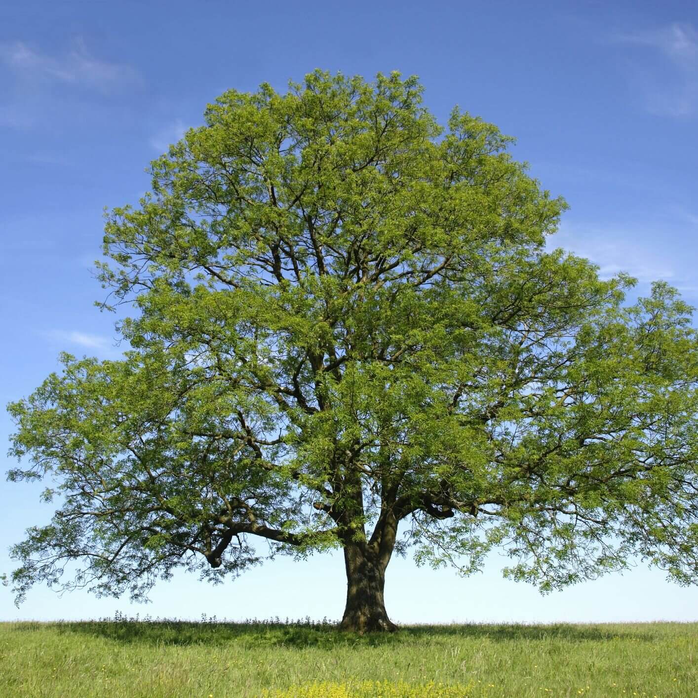 How Ash Borers Damage Your Trees