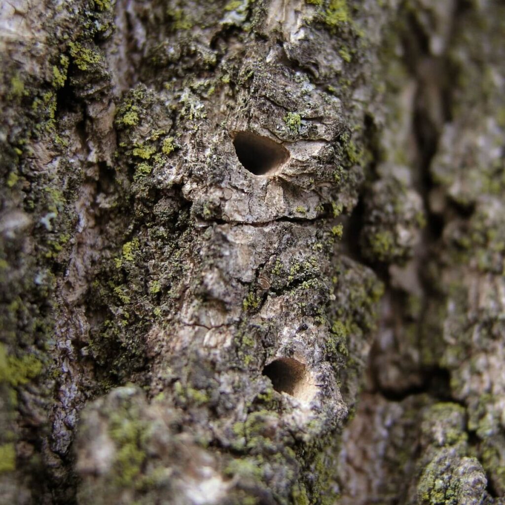 Small D-Shaped holes in the trunk of an ash tree are a sure sign you have an infestation