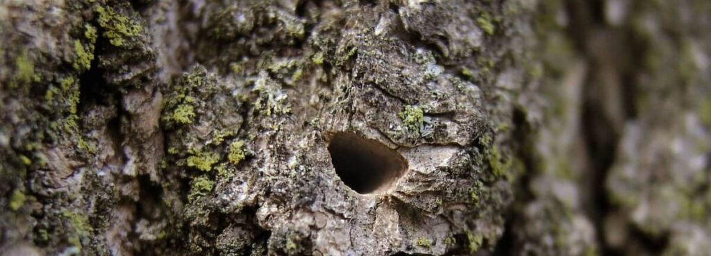 hole in tree trunk