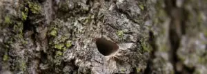 How Ash Borers Damage Your Trees