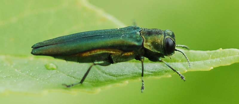 Emerald Ash Borer