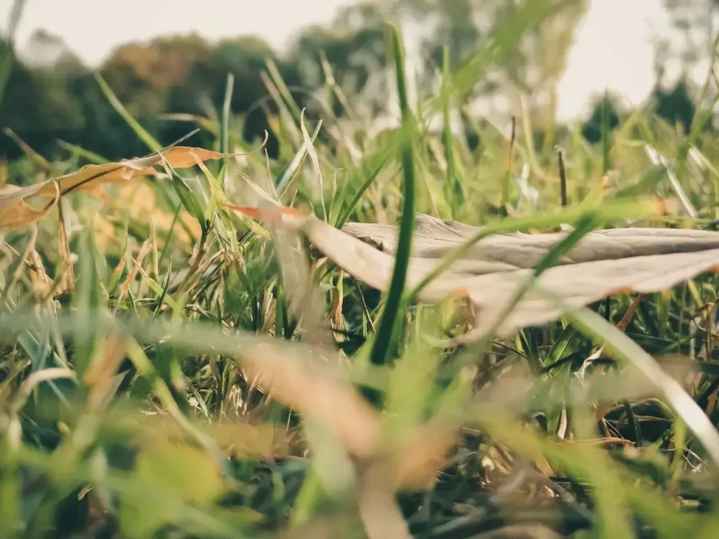 upclose blades of grass