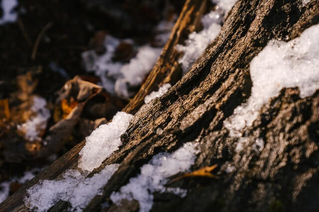 Winter Watering Services Colorado