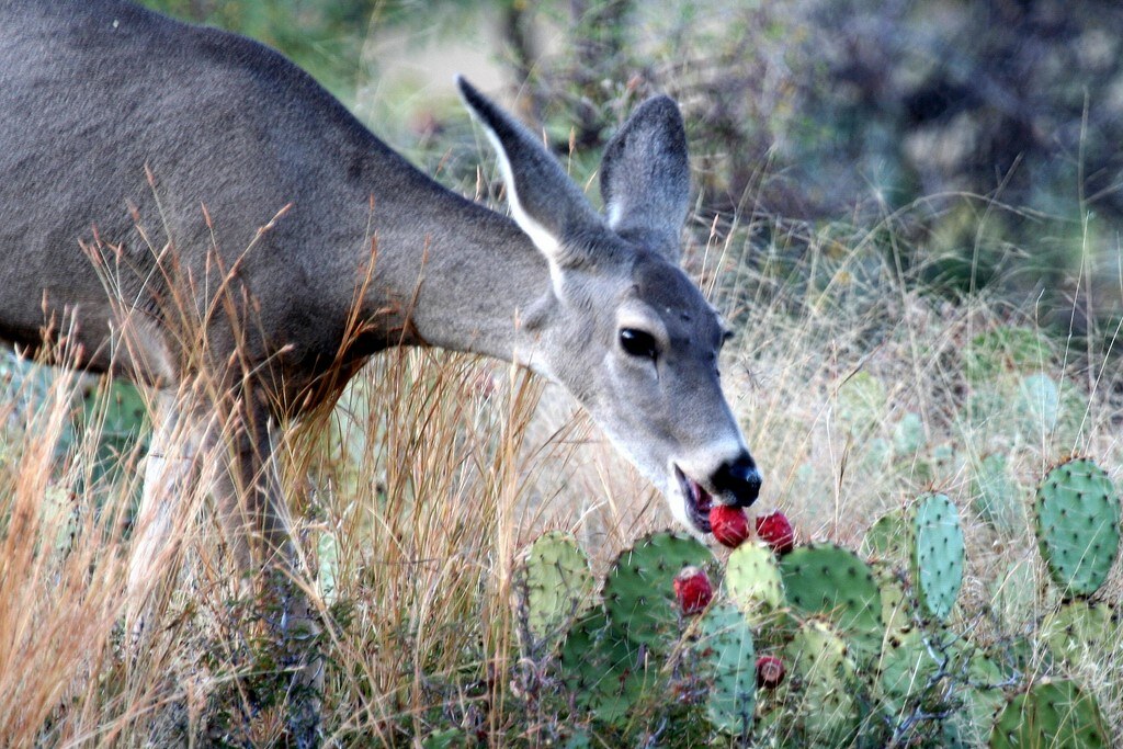image of mule deer