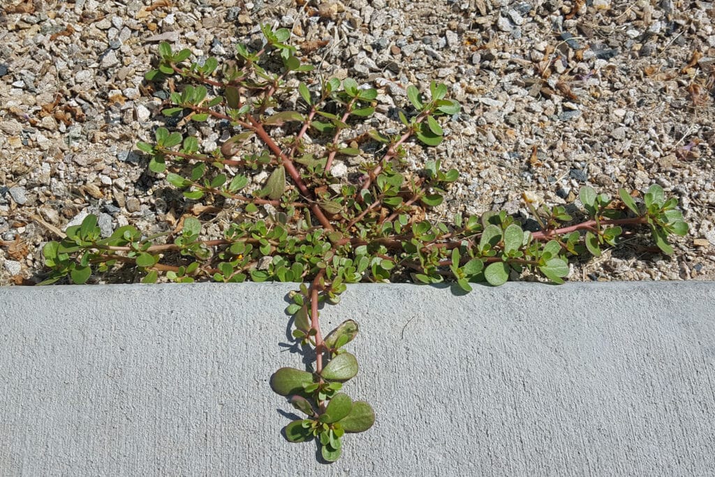 Purslane