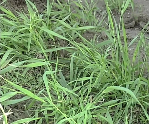 Quackgrass