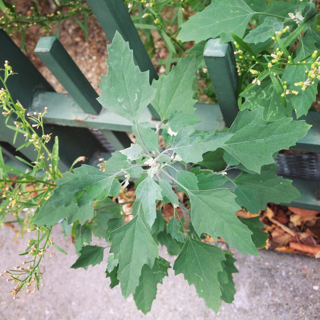 Example of lambsquarters weed