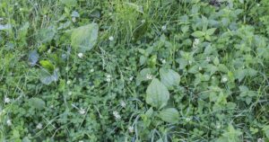 image of common weeds
