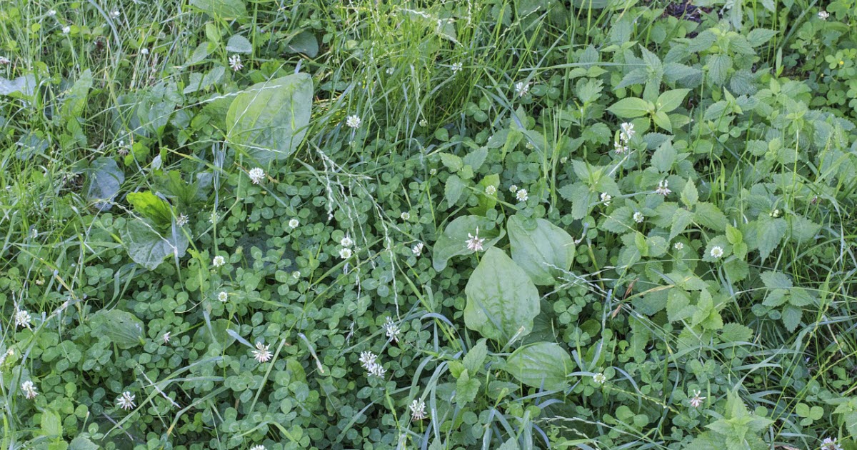 How To Identify & Kill These Annoying Lawn Weeds