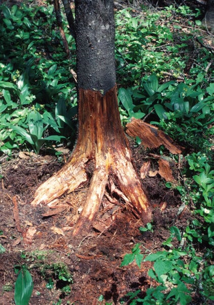 Example of root rot