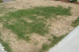 lawn turning brown in winter